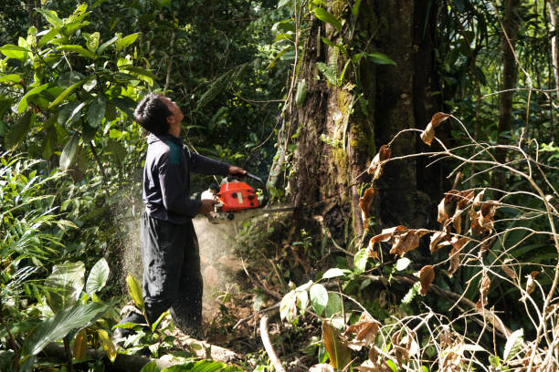 Best Hazardous Tree Removal  in Stephens City, VA